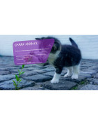 GVS (69) : Hygiène, Désinfection et Entretien Animaux et Locaux à Lyon